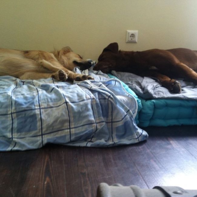 Straßenhunde Rumänien World of Strays