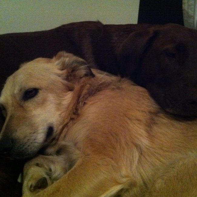 Straßenhunde Rumänien World of Strays