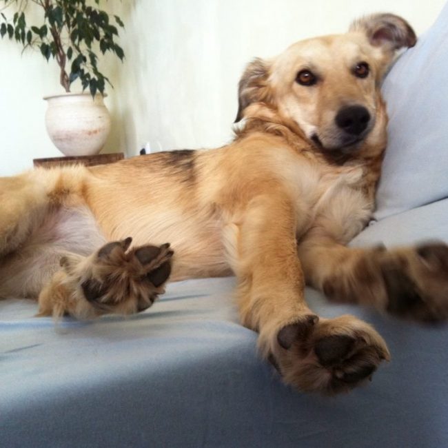 Straßenhunde Rumänien World of Strays