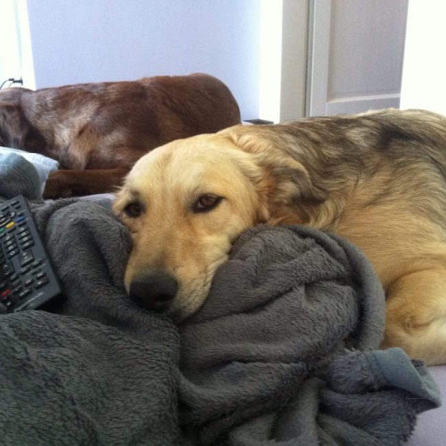 Straßenhunde Rumänien World of Strays