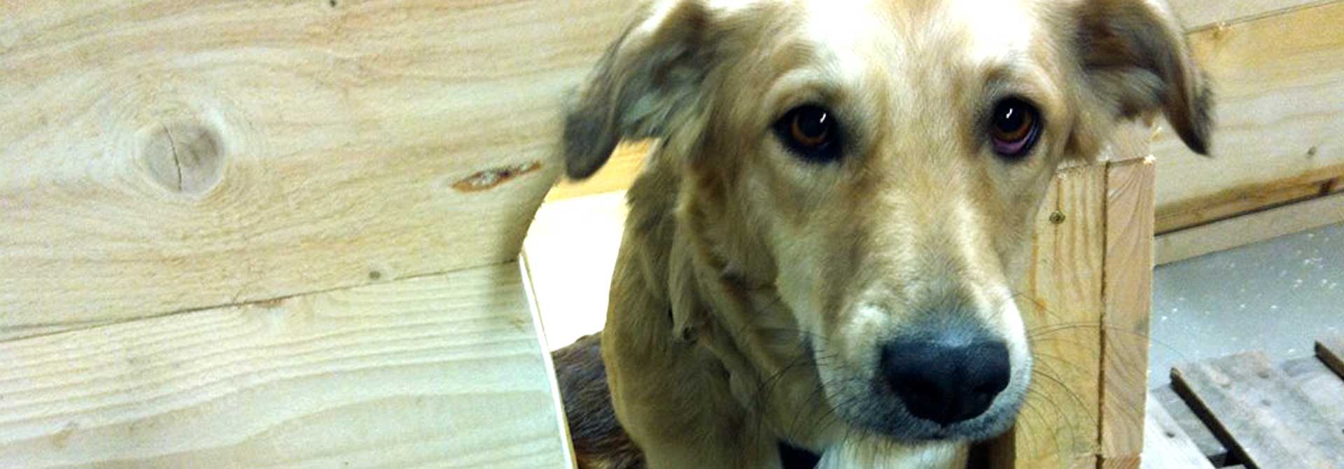 Bienchen (Rumänien)