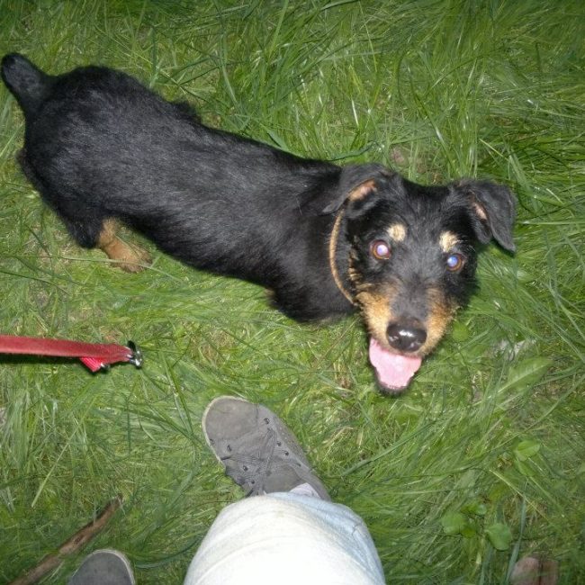 Chipy Tierschutz Hunde Bulgarien World of Strays