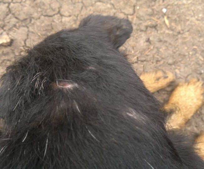 Chipy Tierschutz Hunde Bulgarien World of Strays