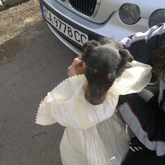 Chipy Tierschutz Hunde Bulgarien World of Strays