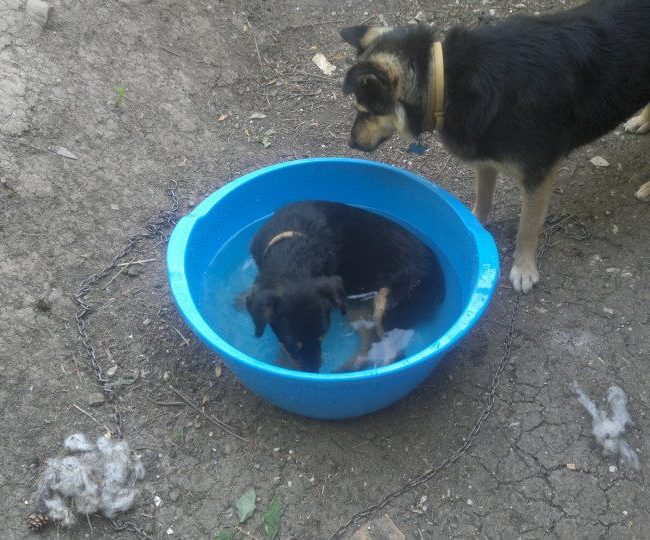 Chipy Tierschutz Hunde Bulgarien World of Strays