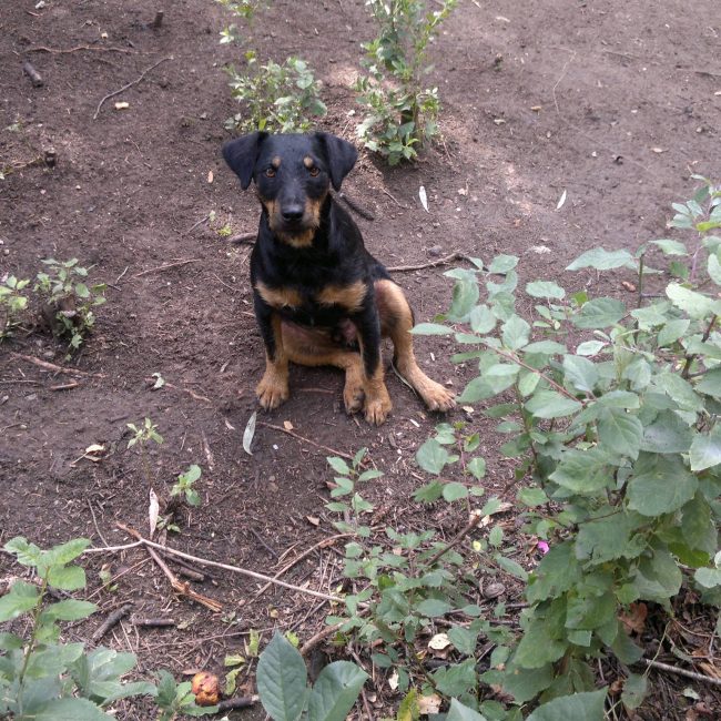 Chipy Tierschutz Hunde Bulgarien World of Strays