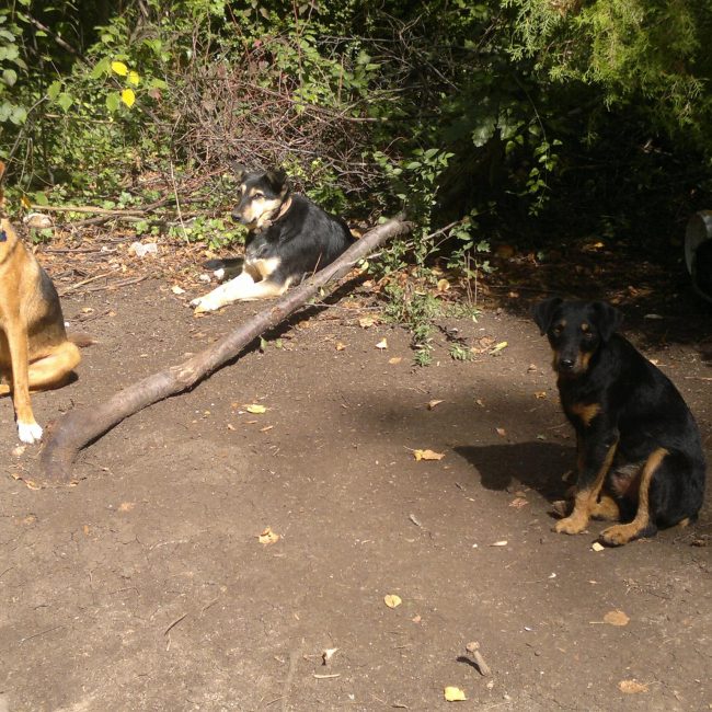 Chipy Tierschutz Hunde Bulgarien World of Strays