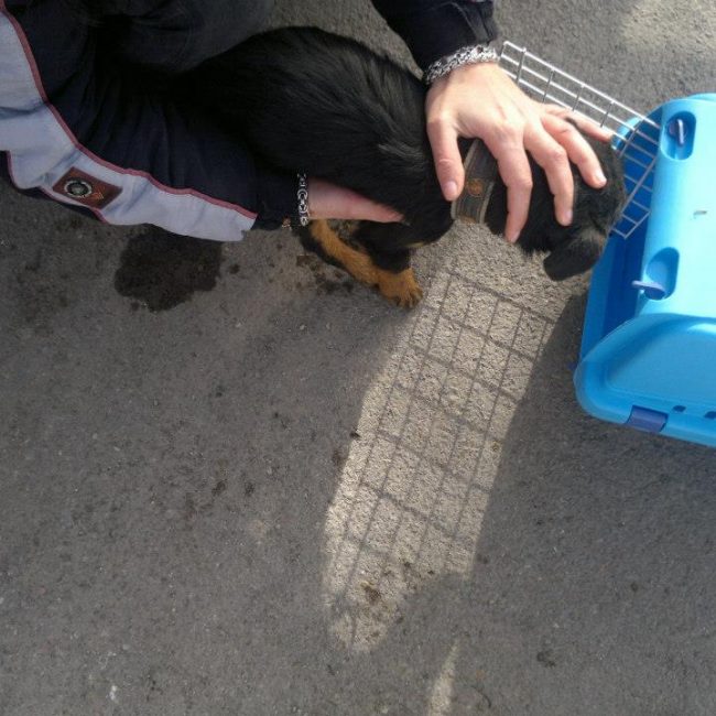 Chipy Tierschutz Hunde Bulgarien World of Strays