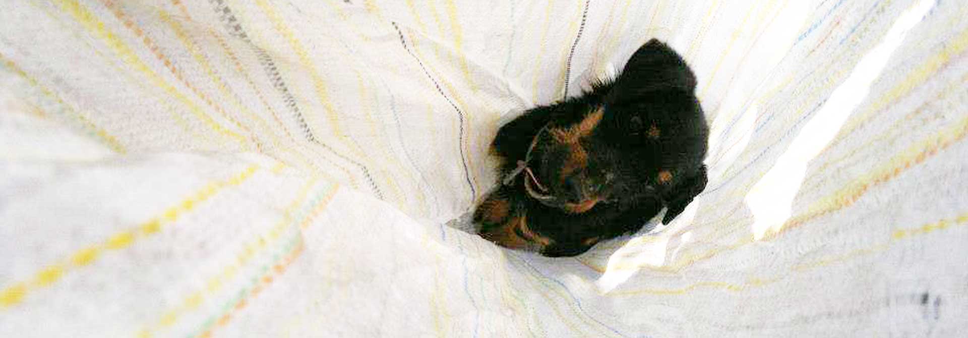 Chipy Tierschutz Hunde Bulgarien World of Strays