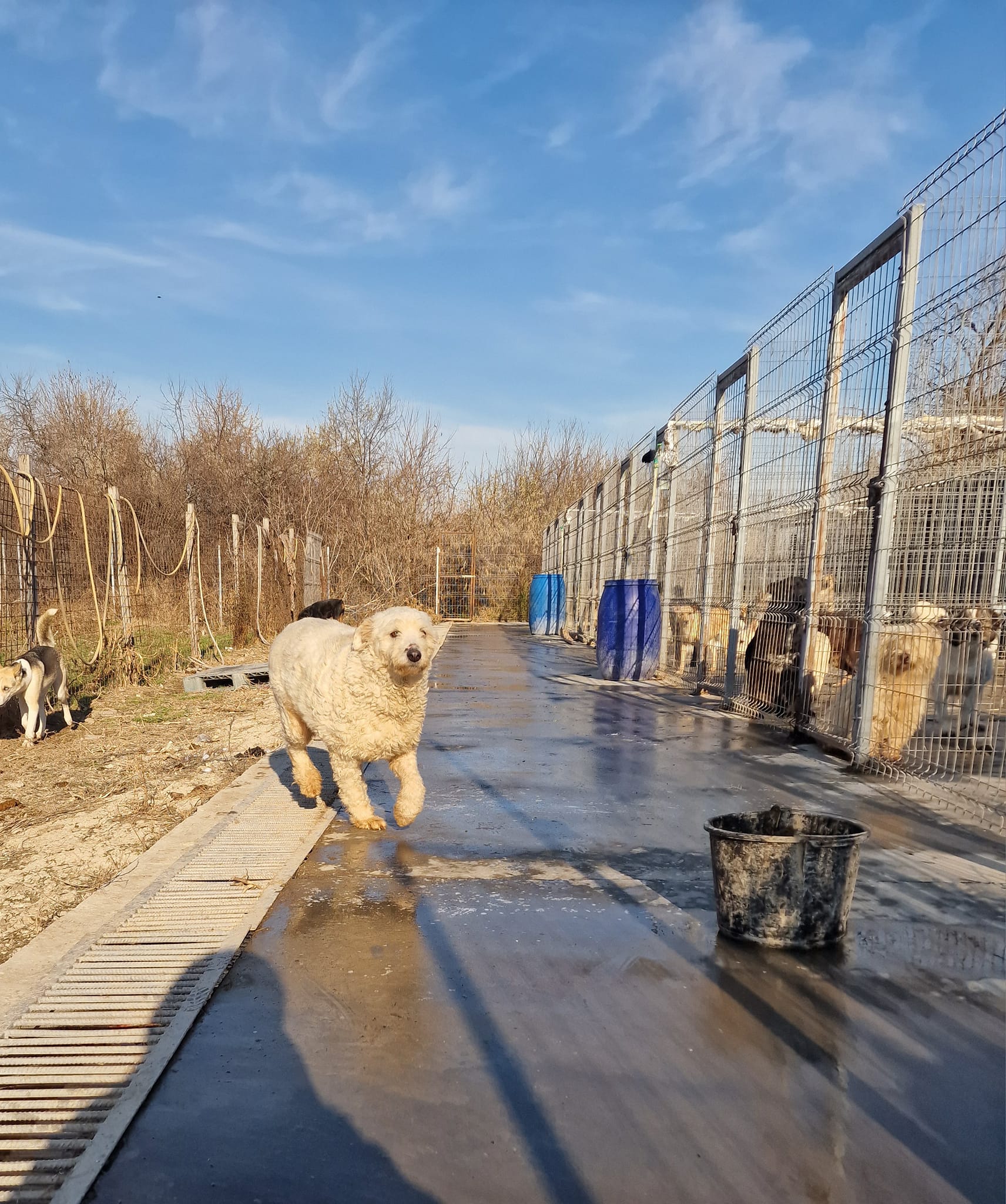 World of Strays Help Labus Rumänien