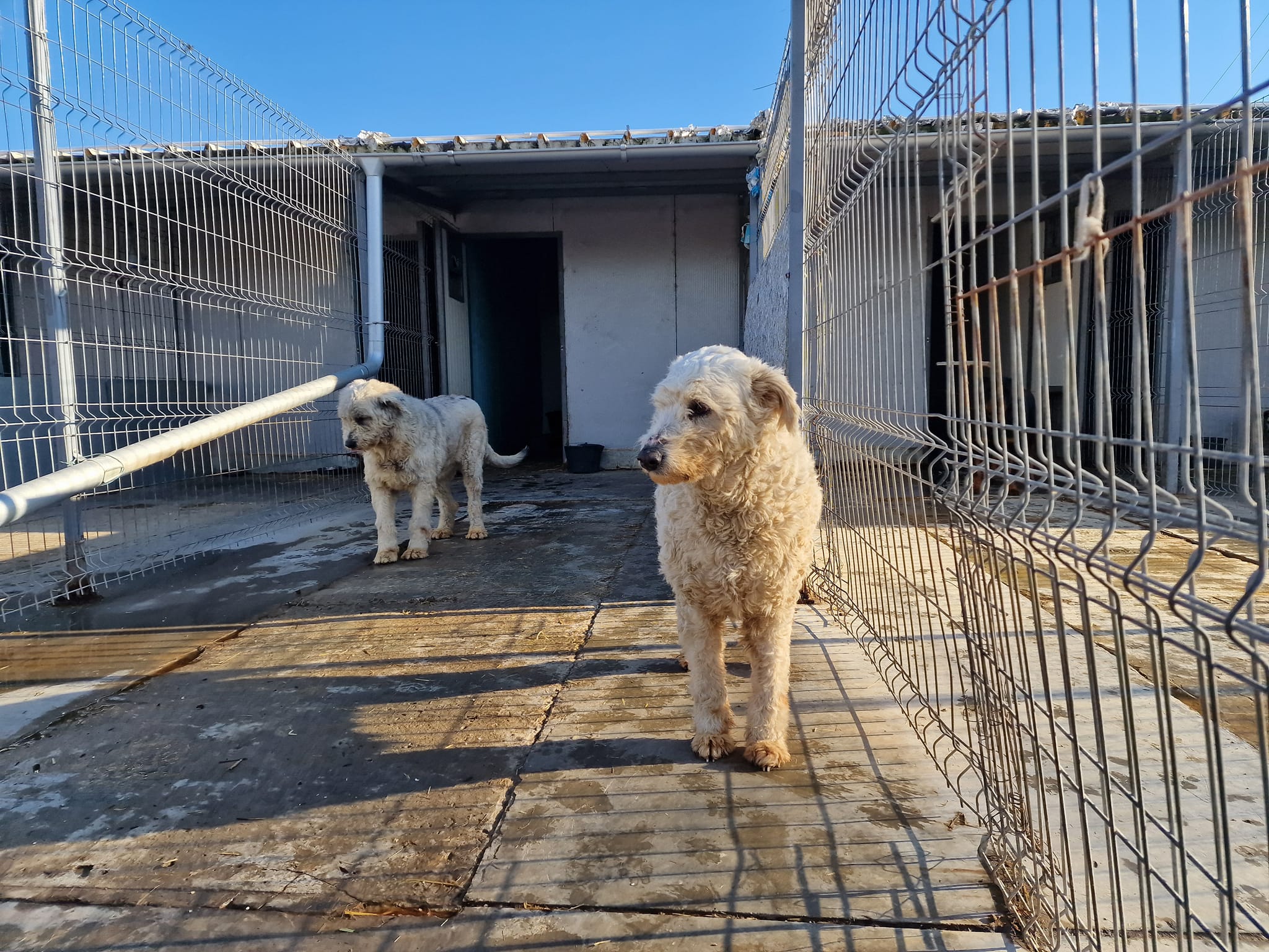 World of Strays Help Labus Rumänien