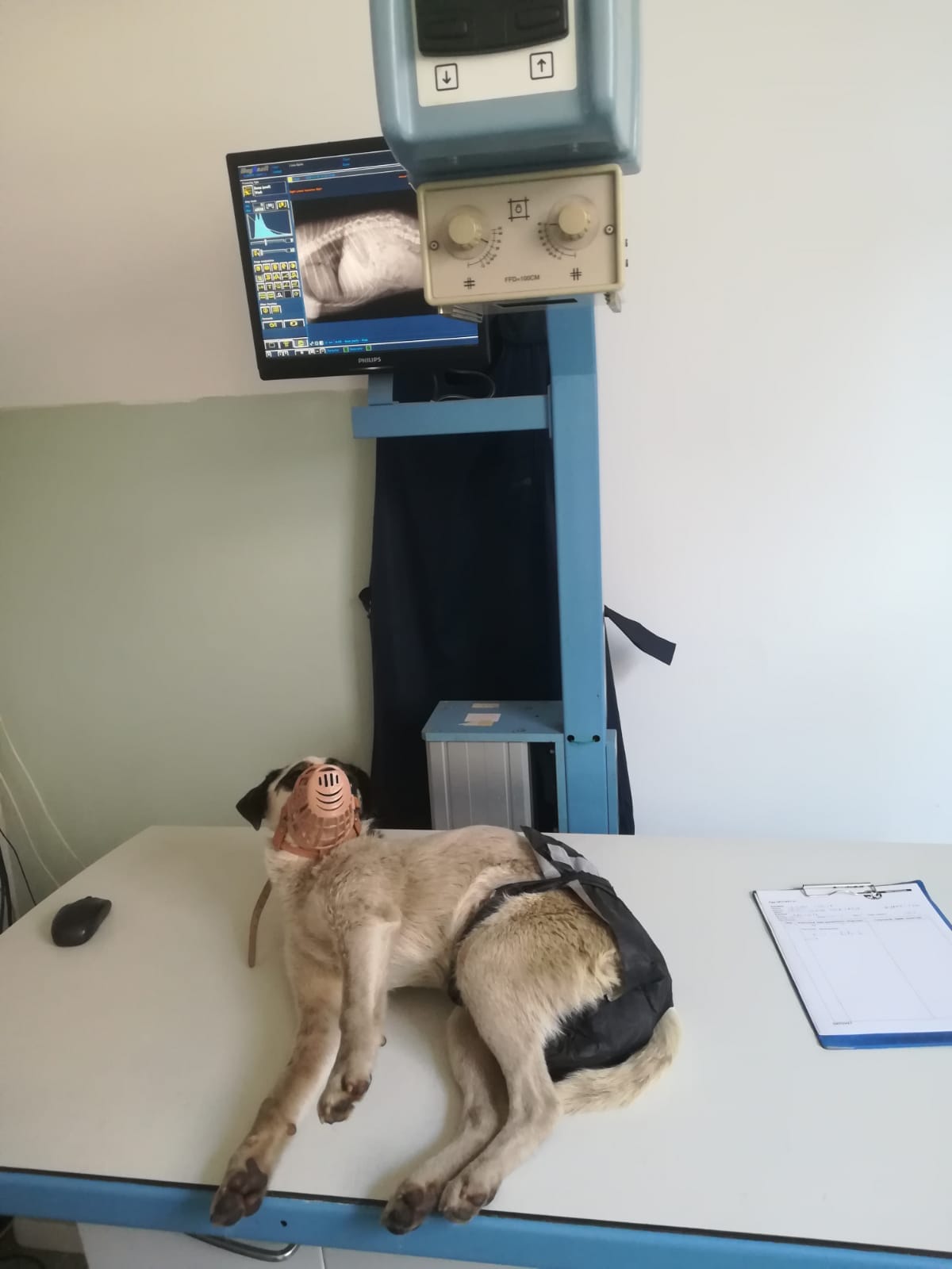 World of Strays Help Labus Rumänien