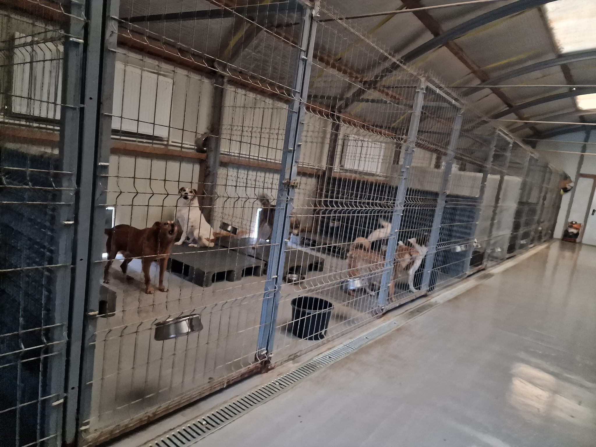 World of Strays Help Labus Rumänien