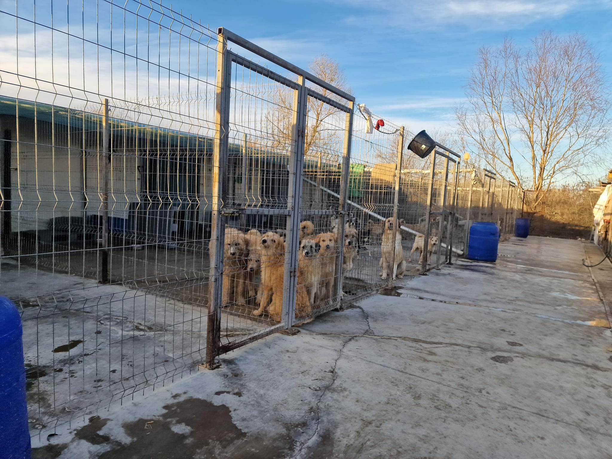 World of Strays Help Labus Rumänien