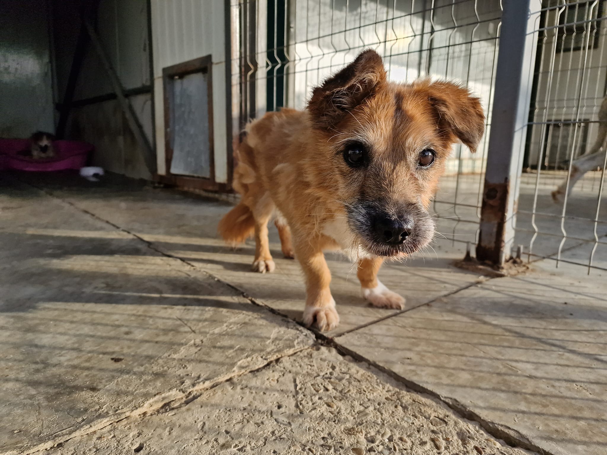 World of Strays Help Labus Rumänien