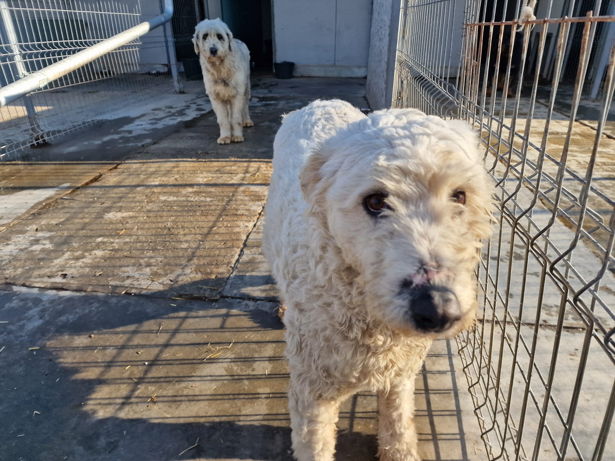 World of Strays Help Labus Rumänien