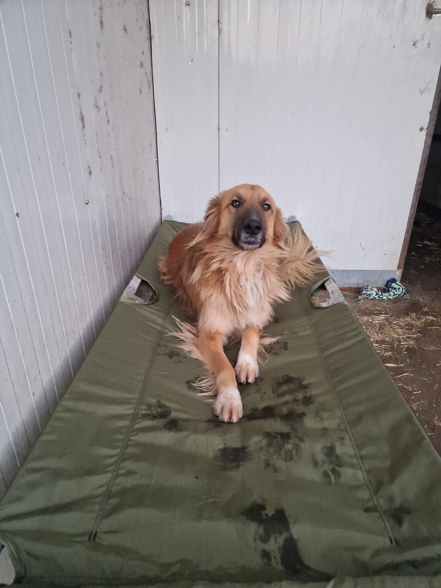 World of Strays Help Labus Rumänien