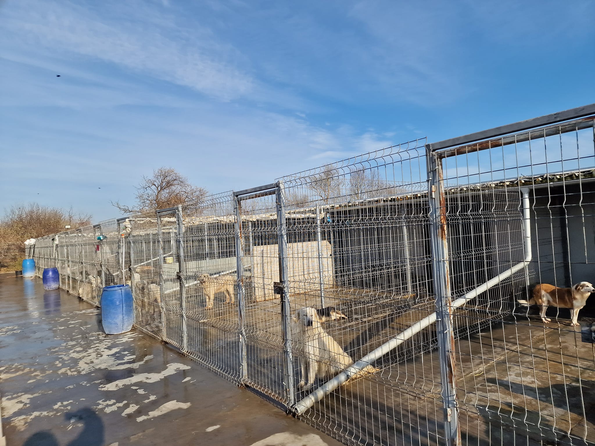 World of Strays Help Labus Rumänien