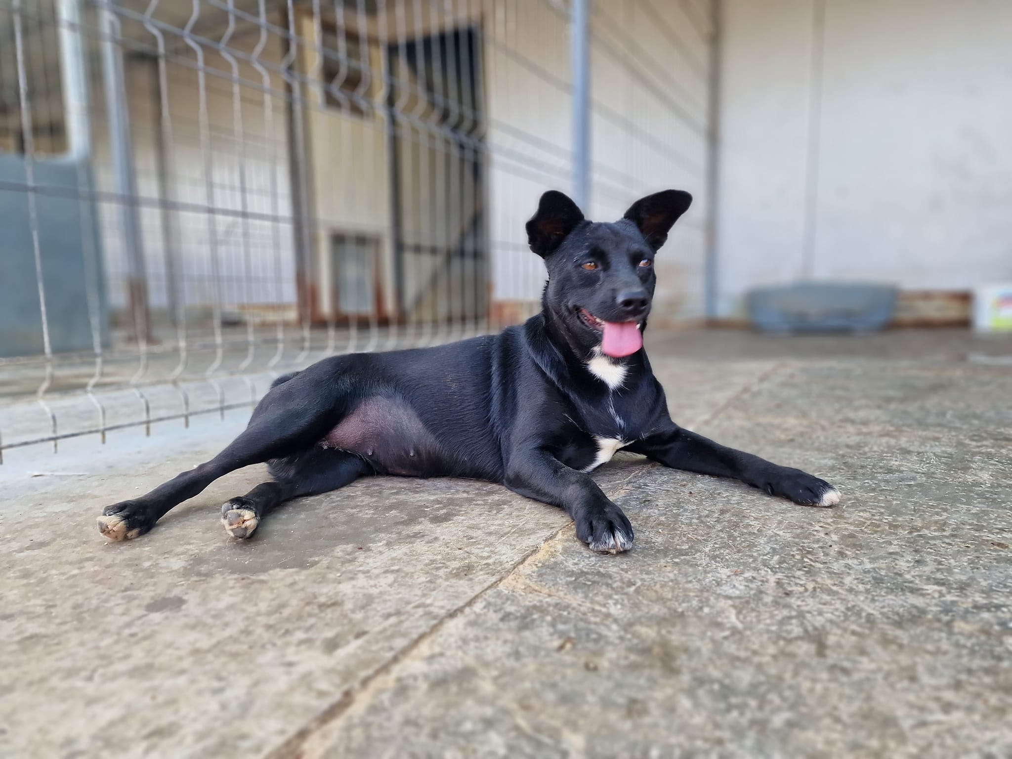 World of Strays Help Labus Rumänien