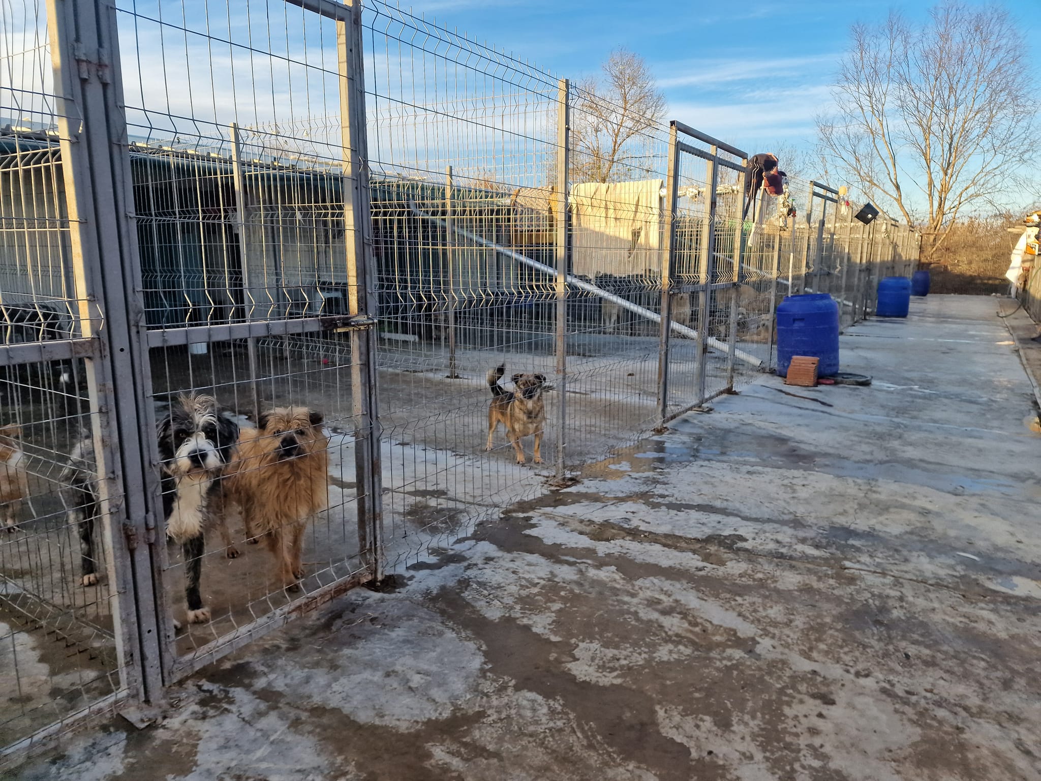 World of Strays Help Labus Rumänien