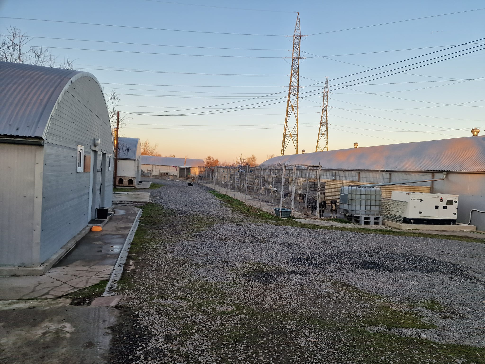 World of Strays Help Labus Rumänien