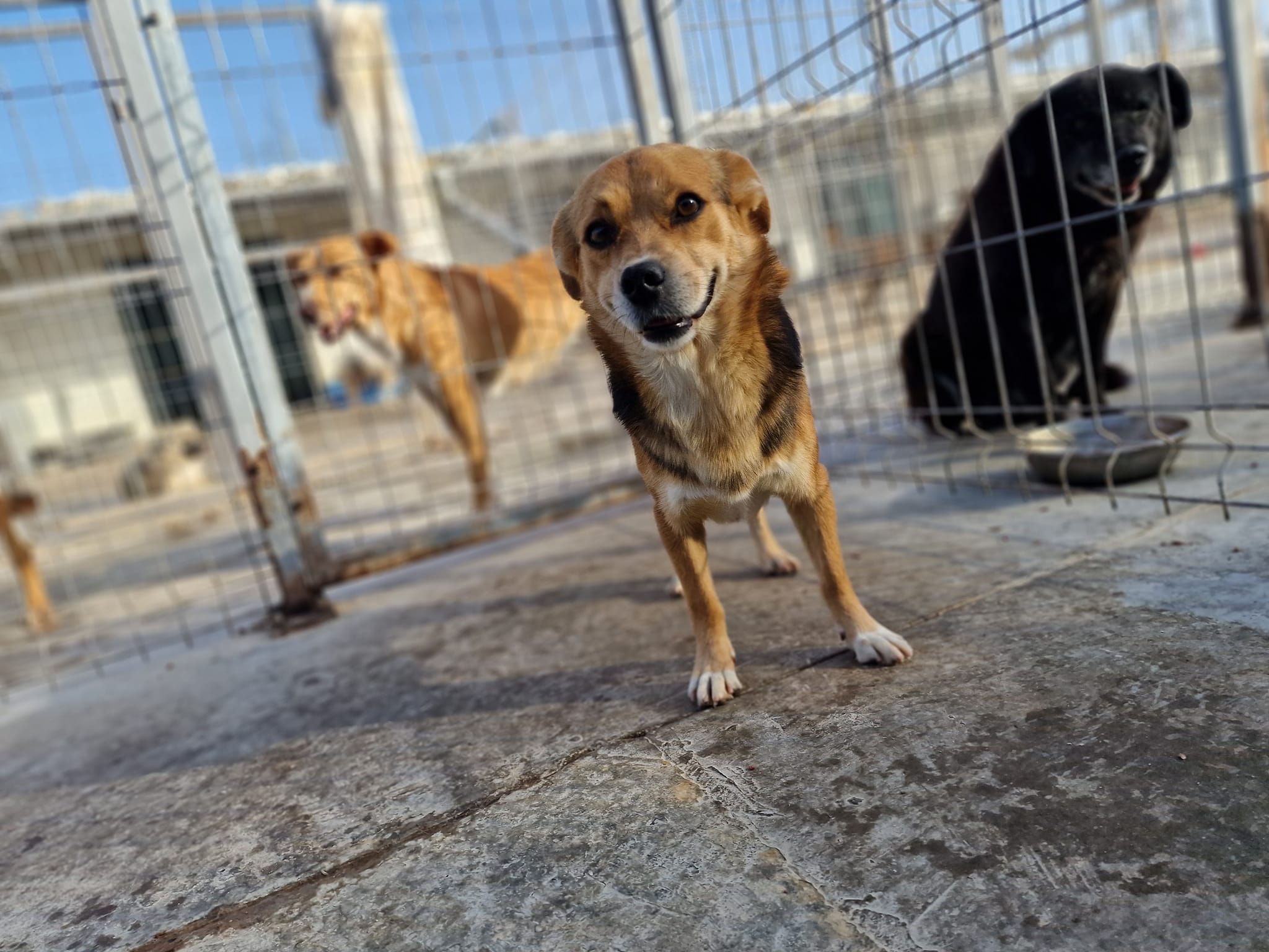 World of Strays Help Labus Rumänien