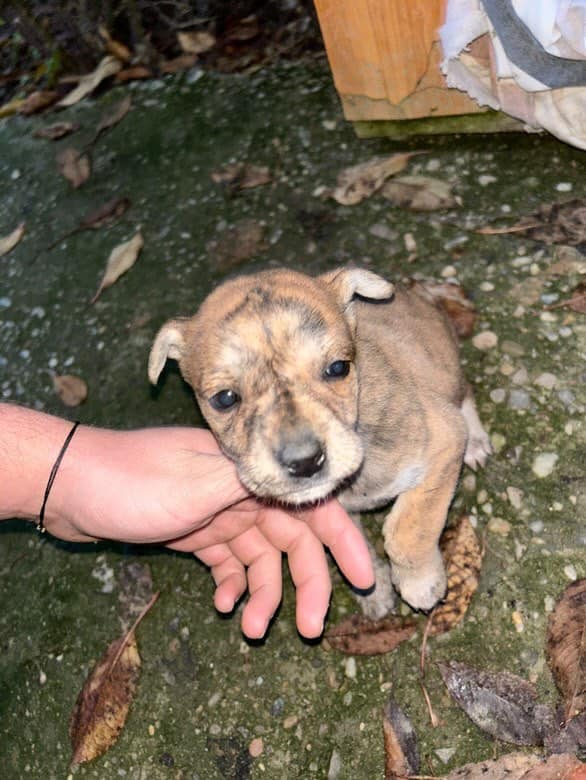 World of Strays Help Labus Rumänien