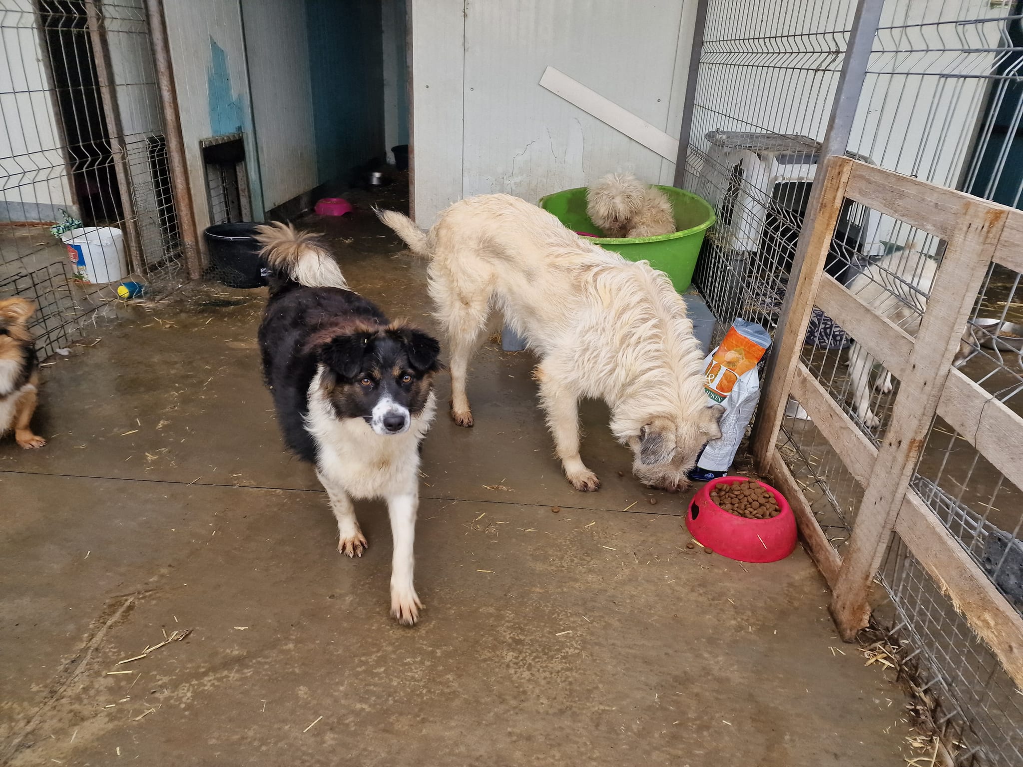 World of Strays Help Labus Rumänien