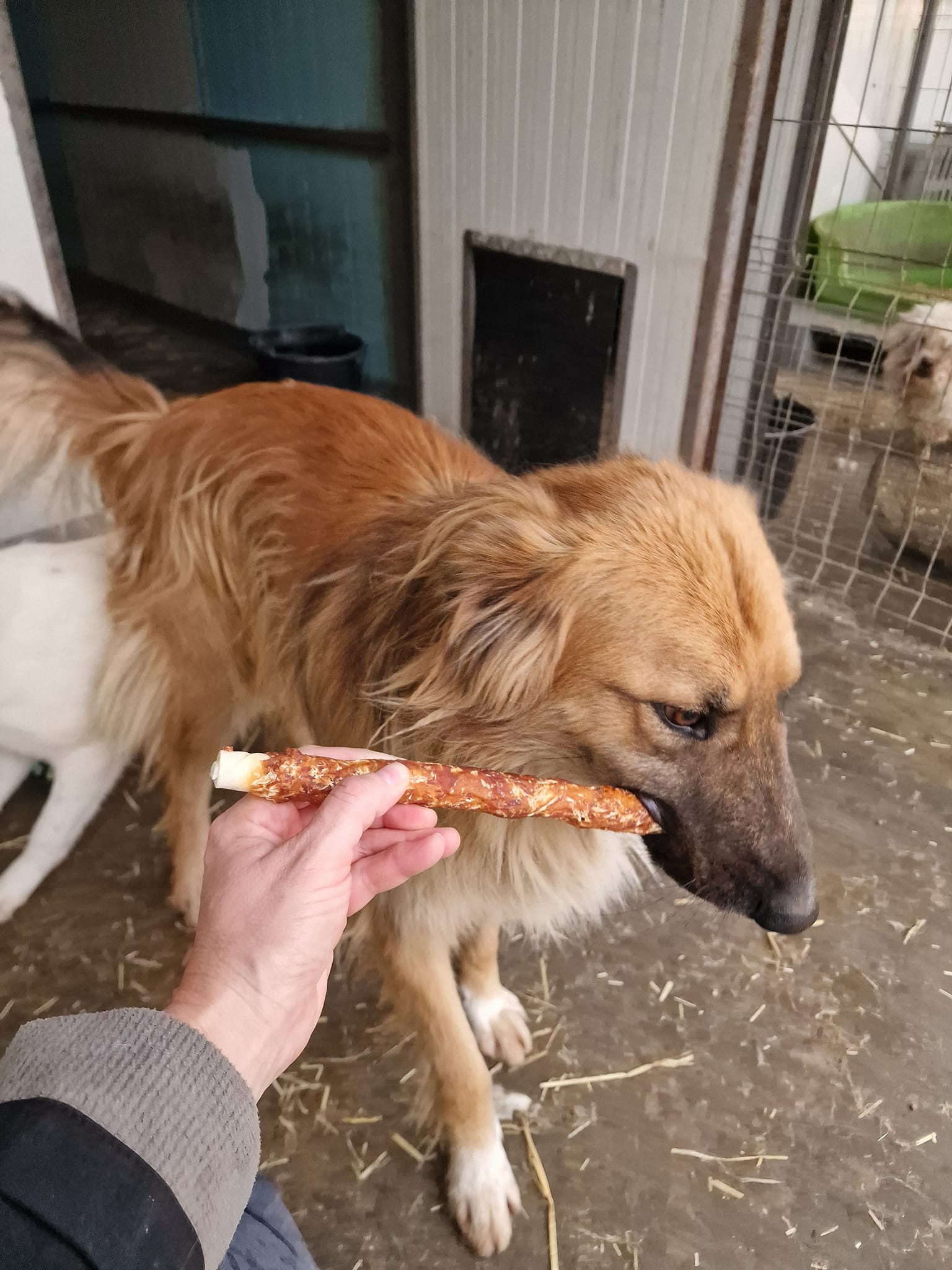 World of Strays Help Labus Rumänien