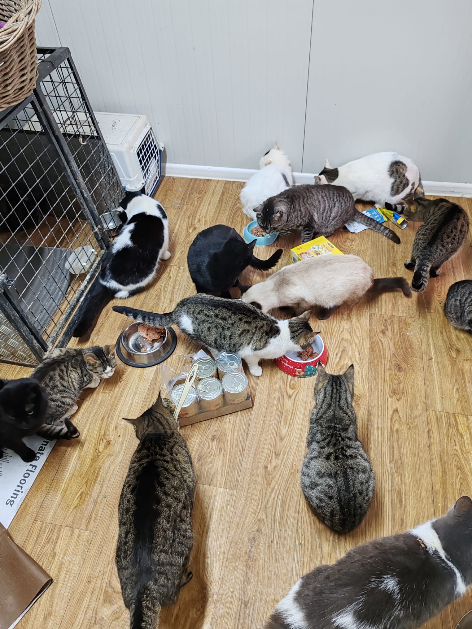 World of Strays Help Labus Rumänien