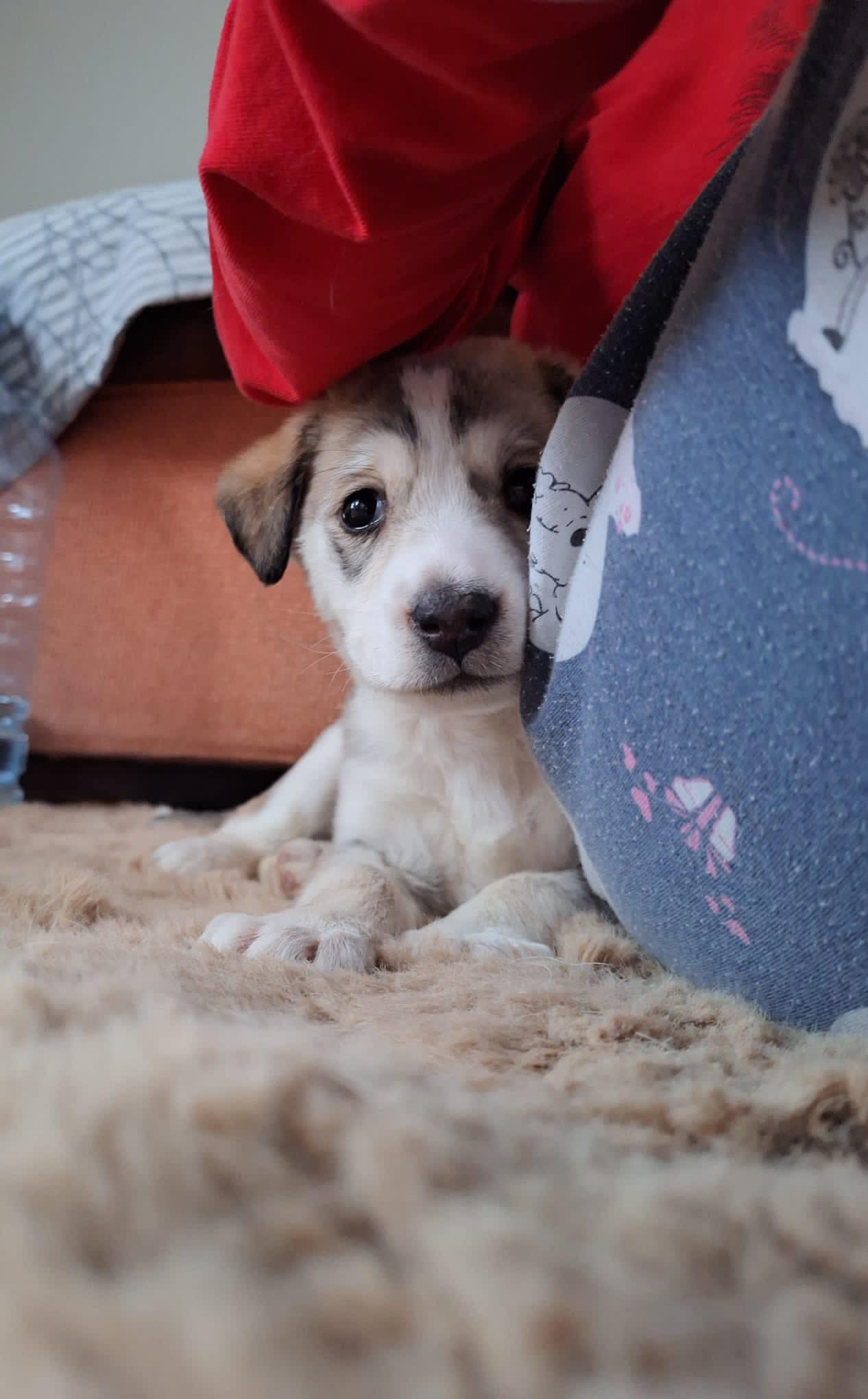 World of Strays Help Labus Rumänien