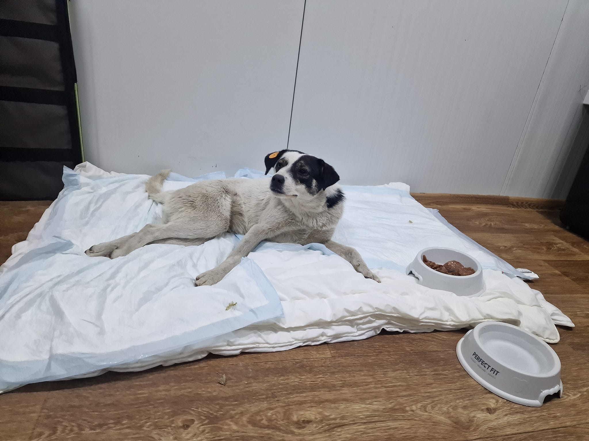 World of Strays Help Labus Rumänien