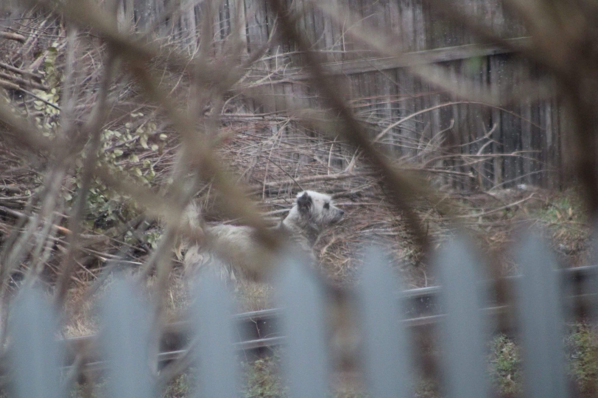 World of Strays Help Labus Rumänien
