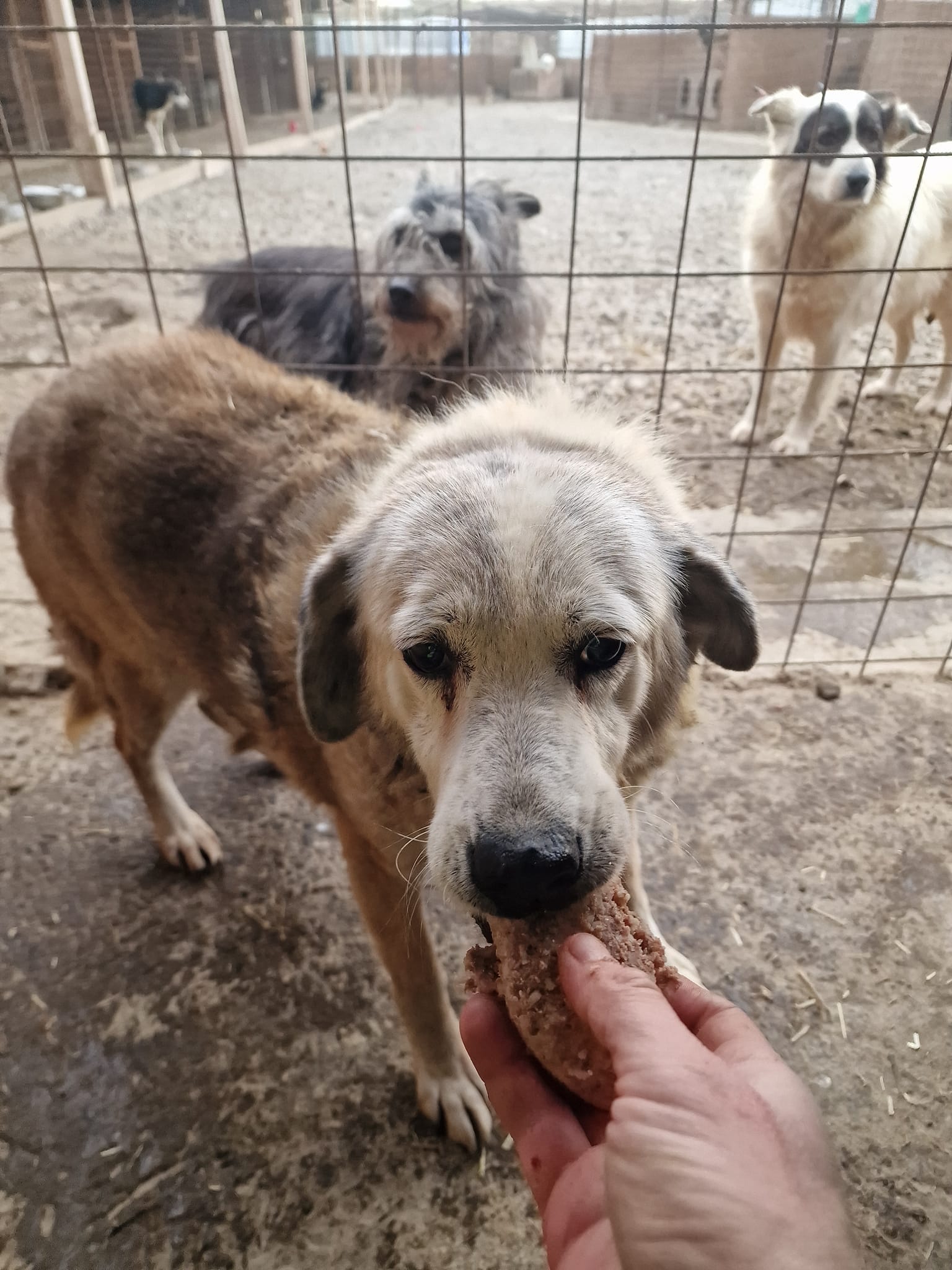 World of Strays Help Labus Rumänien