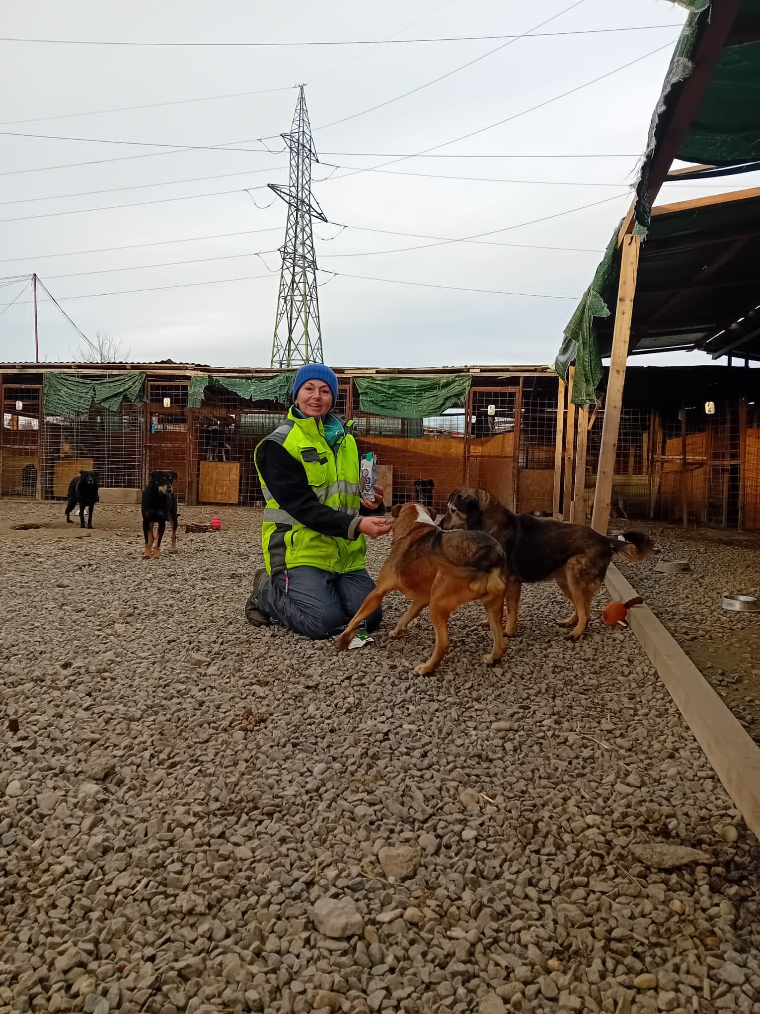 World of Strays Help Labus Rumänien