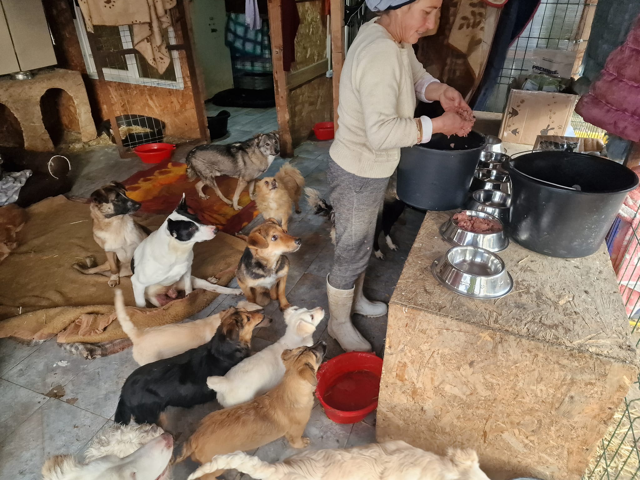 World of Strays Help Labus Rumänien