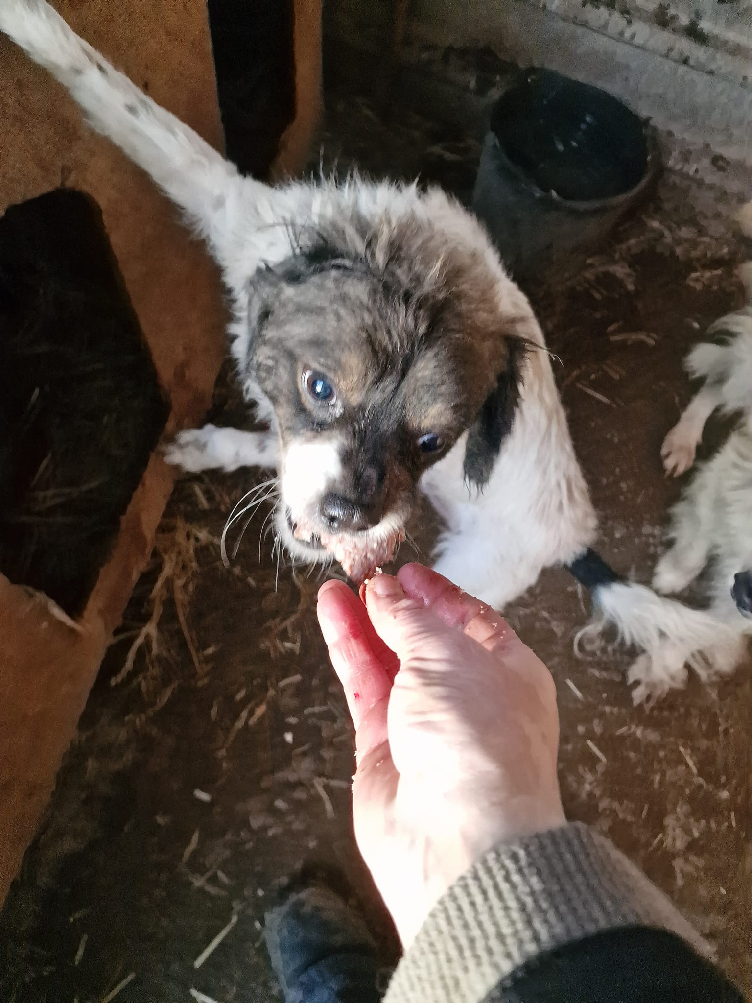 World of Strays Help Labus Rumänien