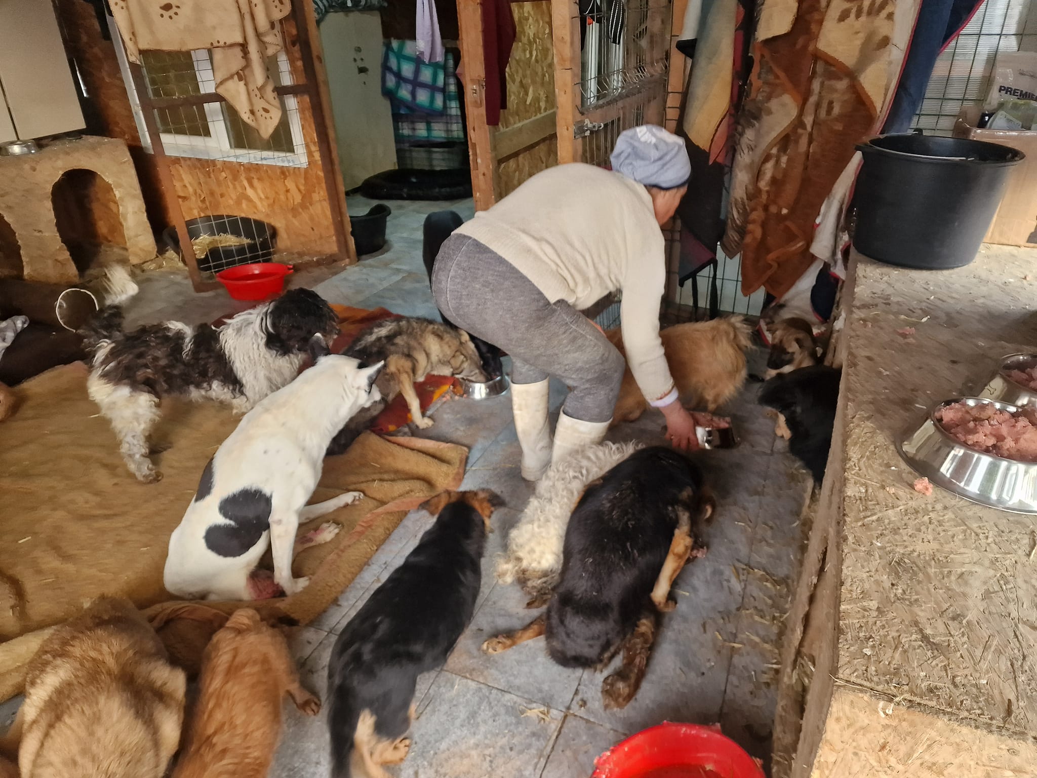 World of Strays Help Labus Rumänien