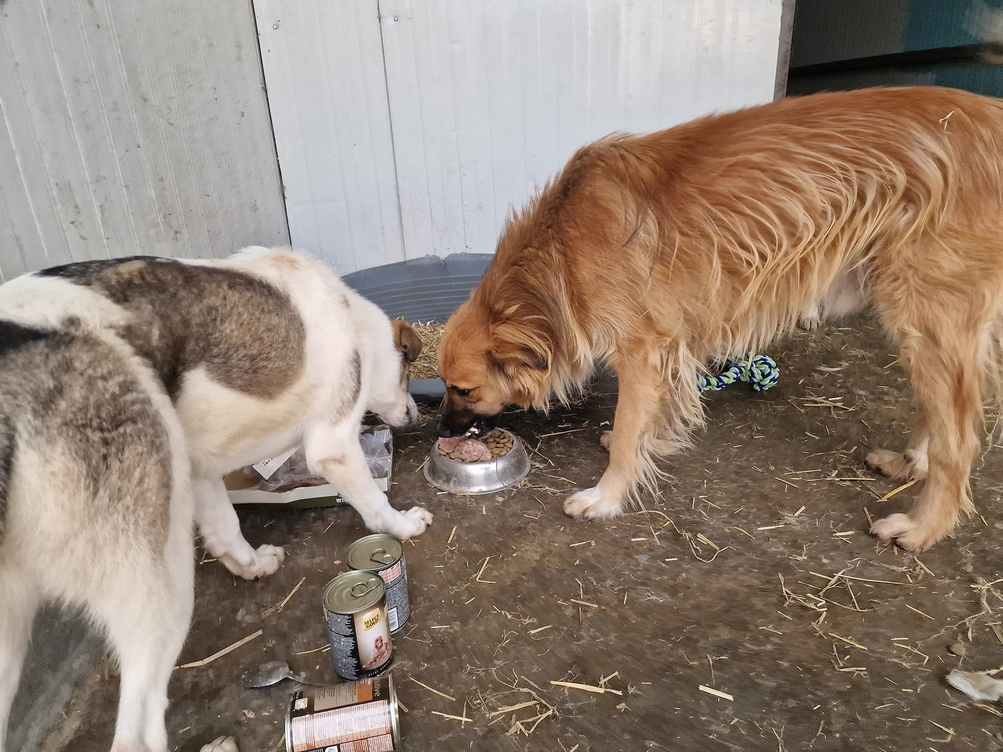 World of Strays Help Labus Rumänien