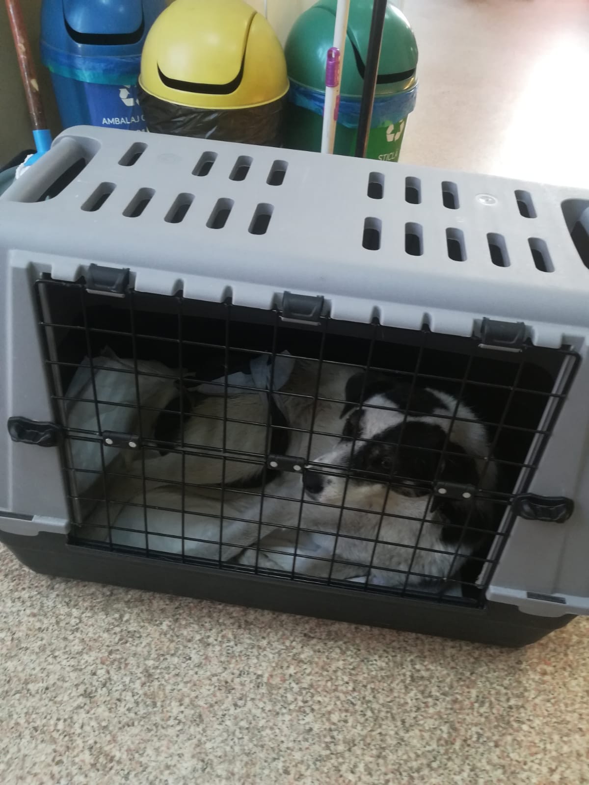 World of Strays Help Labus Rumänien