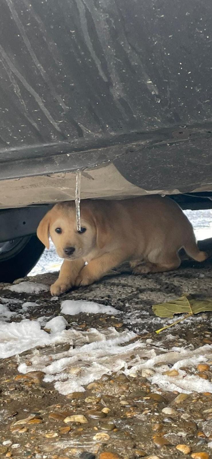 World of Strays Help Labus Rumänien