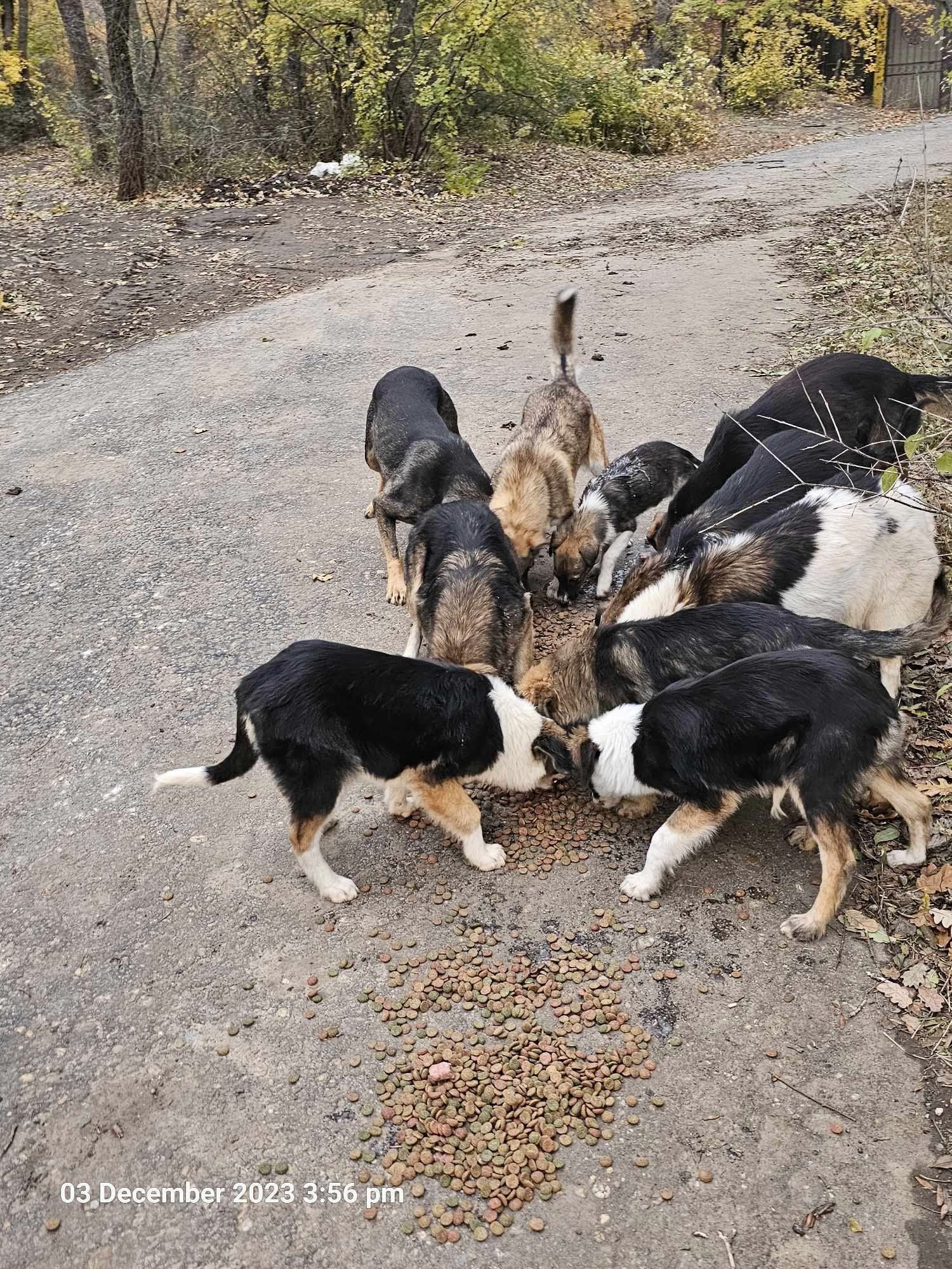 World of Strays Help Labus Rumänien