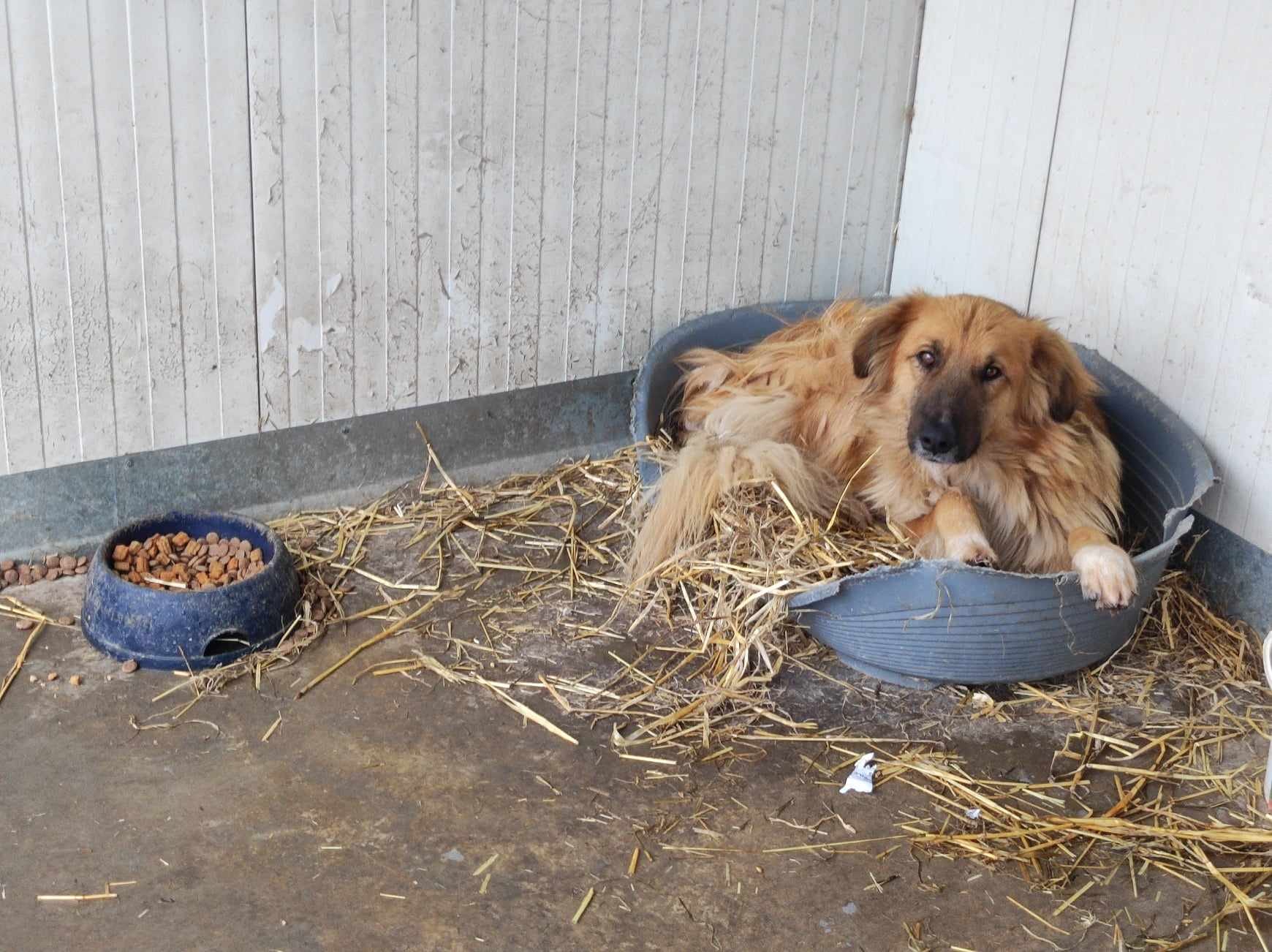 World of Strays Help Labus Rumänien