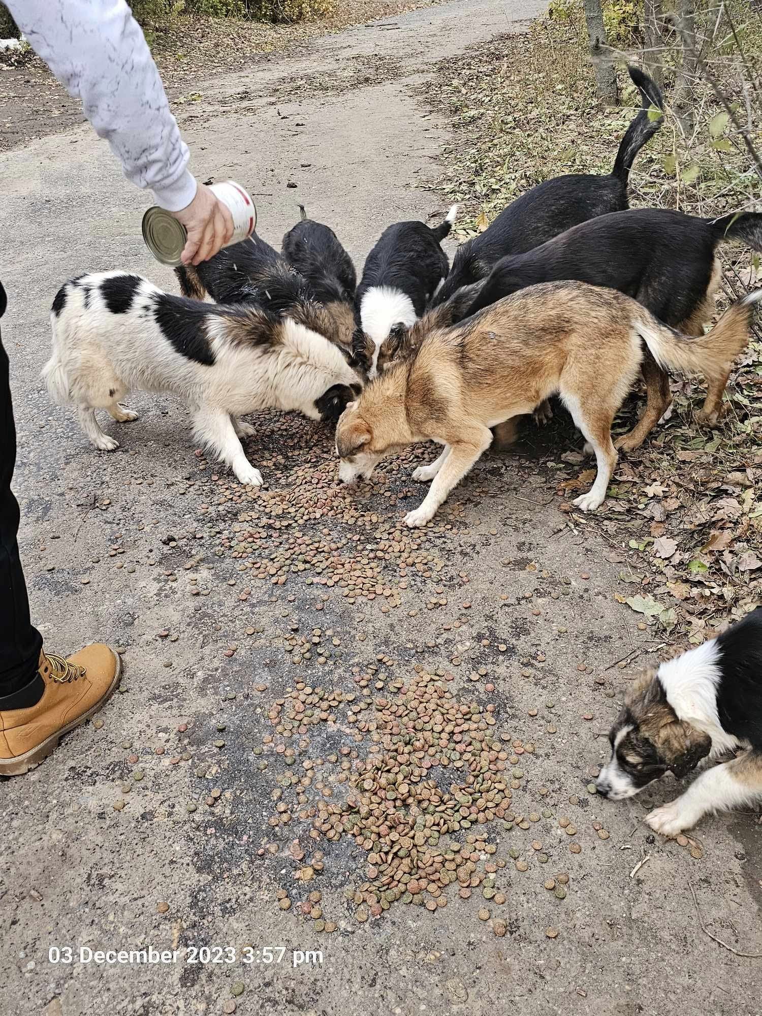 World of Strays Help Labus Rumänien