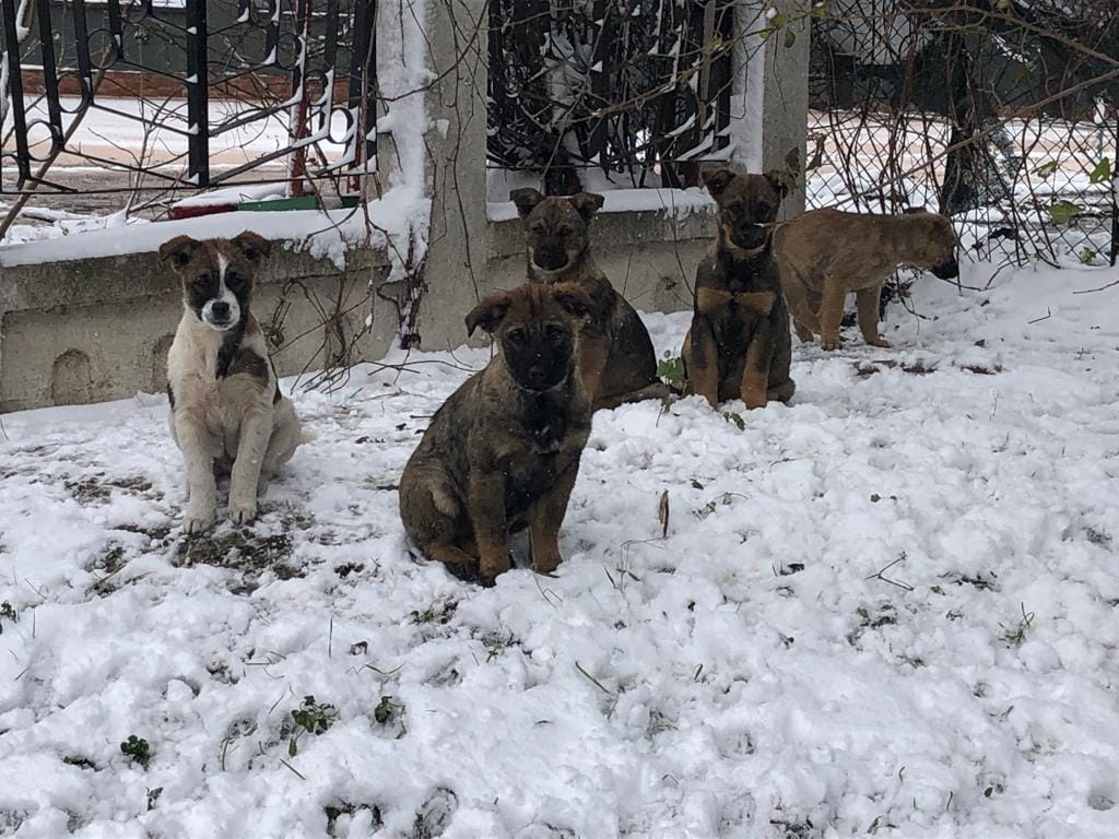 World of Strays Help Labus Rumänien