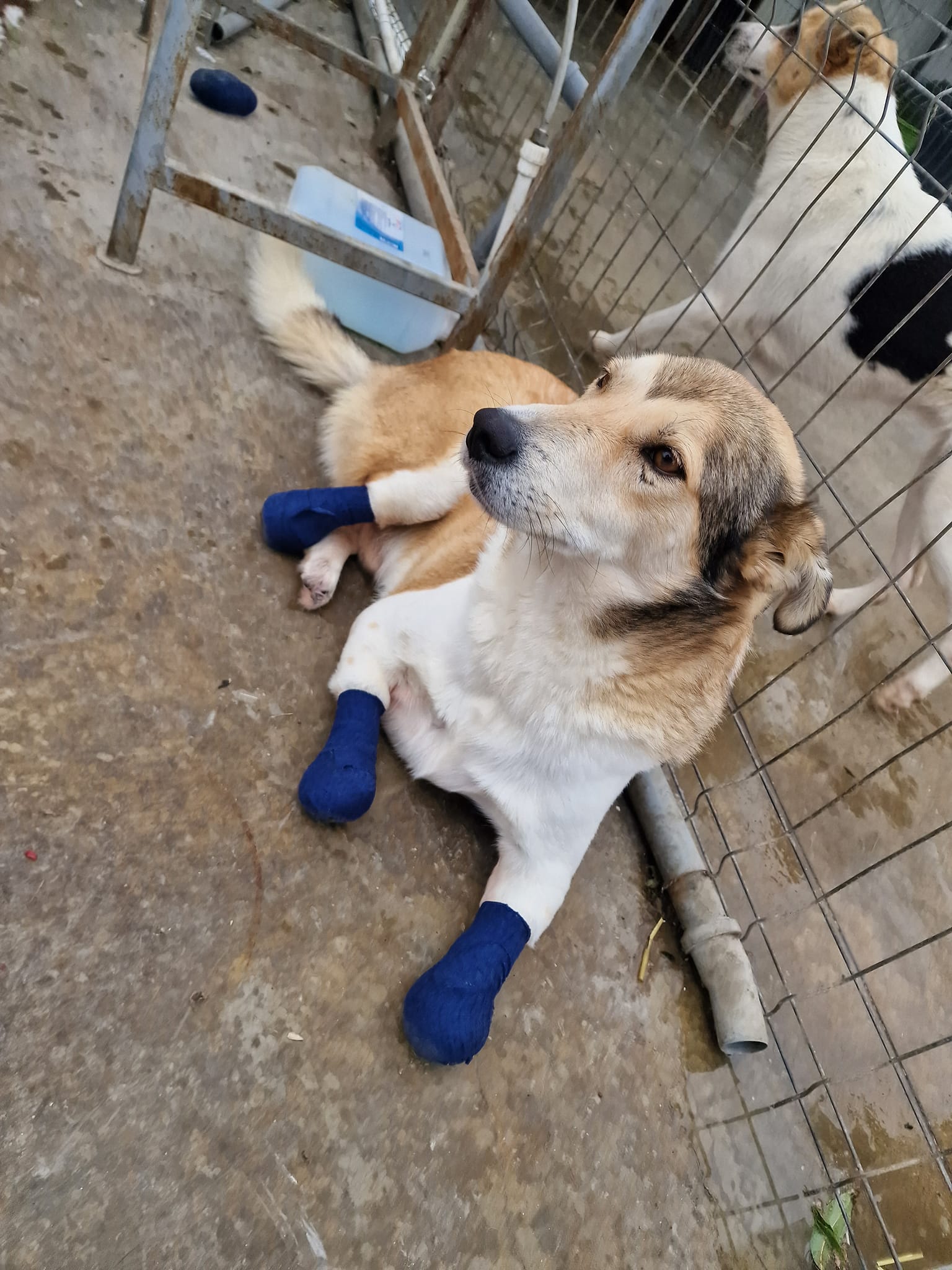 World of Strays Help Labus Rumänien