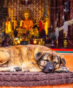 Straßenhunde Thailand World of Strays Leben