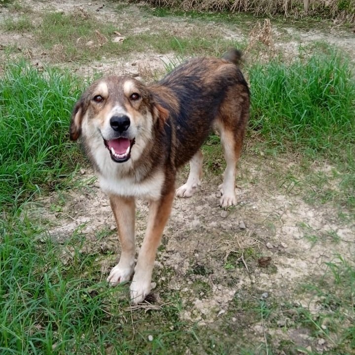 Tiere in Not Griechenland eV Straßenhunde Strays World of Strays