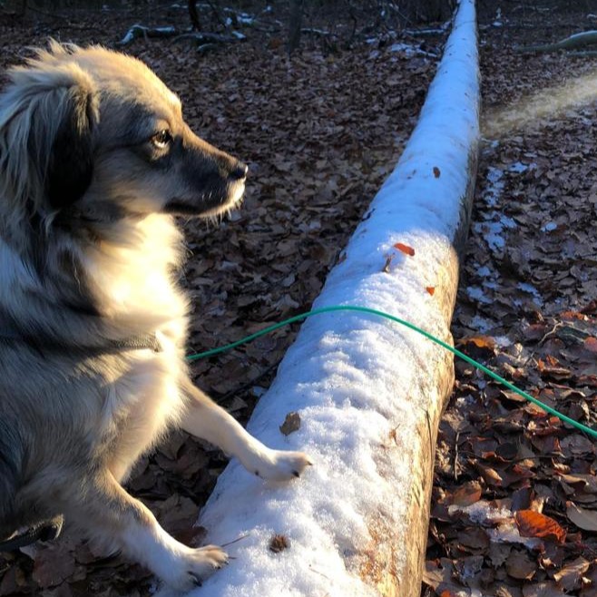 Tiere in Not Griechenland eV Straßenhunde Strays World of Strays