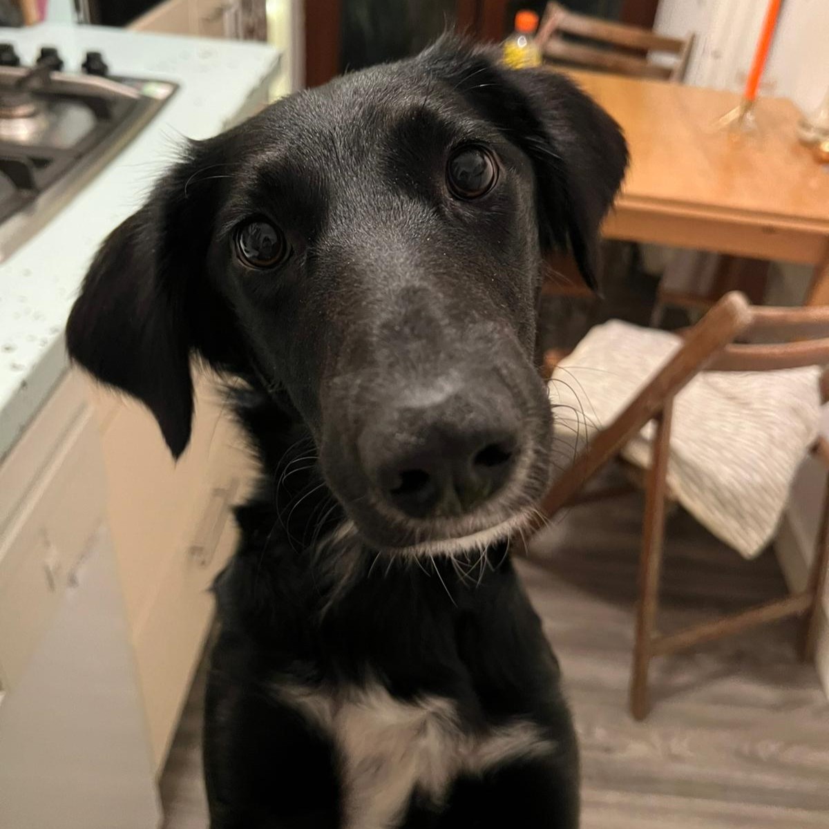 Tiere in Not Griechenland eV Straßenhunde Strays World of Strays